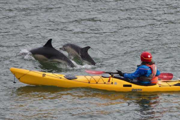 17 January 2021 - 11-59-43
And just look at that. What a smile that would put on your face. The sight of two dolphins jumping from under your kayak.
--------------------------
Dolphins in the river Dart, Dartmouth
